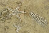 Plate of Crinoid, Starfish & Bryozoa Fossils - Illinois? #240260-1